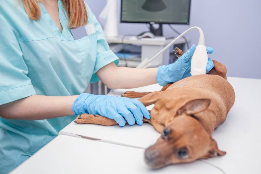 Hoe kom je erachter of een hond drachtig is?