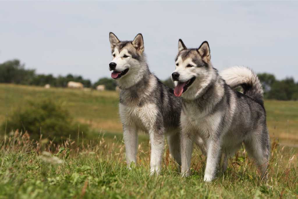 Alaskan Malamute