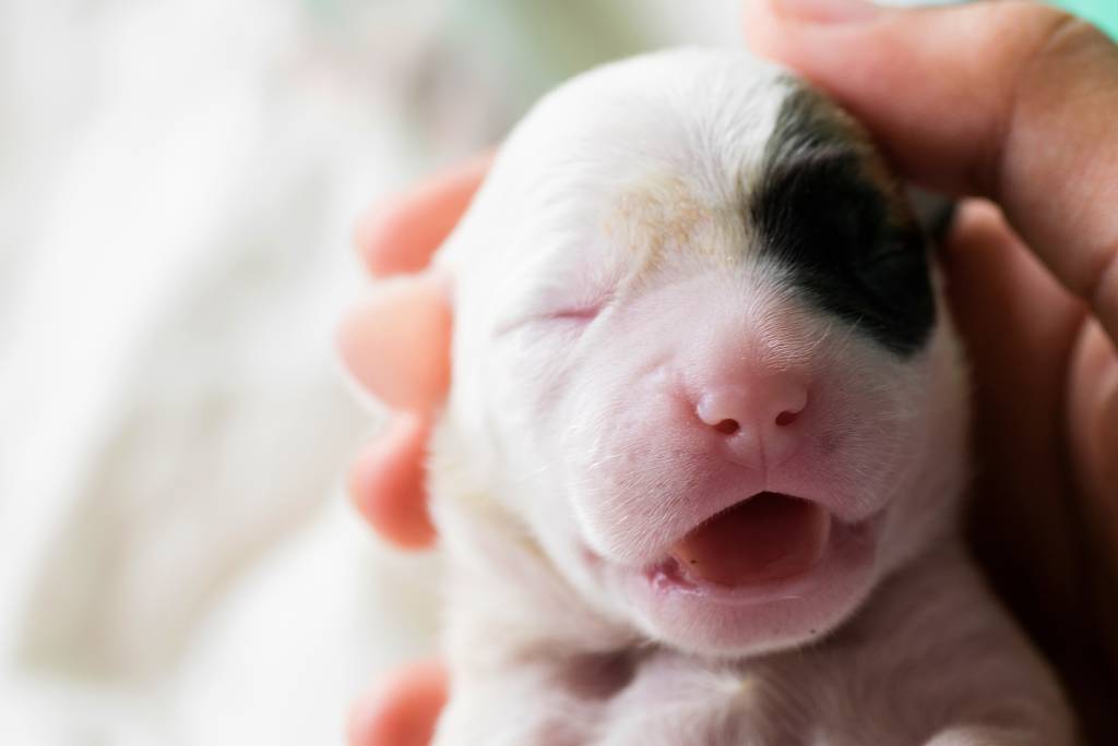 Kleine puppy na de geboorte