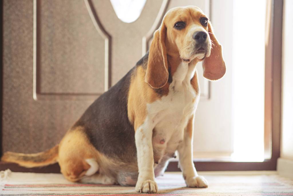 Zwangere drachtige teef Beagle
