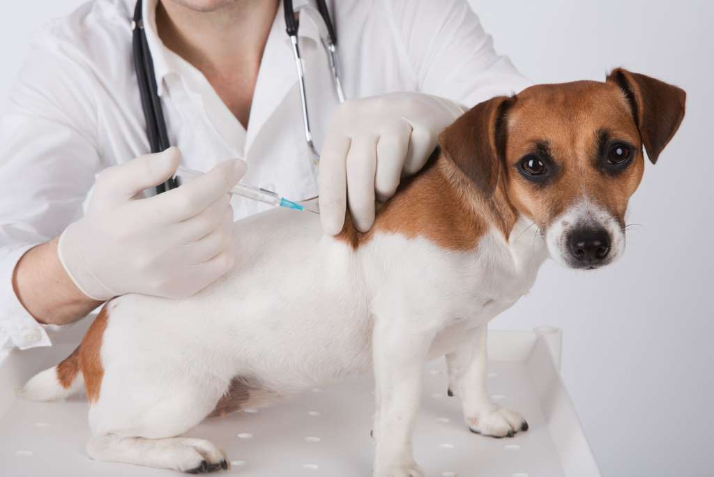 Vaccinatie van de hond tegen hondsdolheid